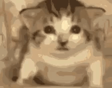 gif of a cat exploding